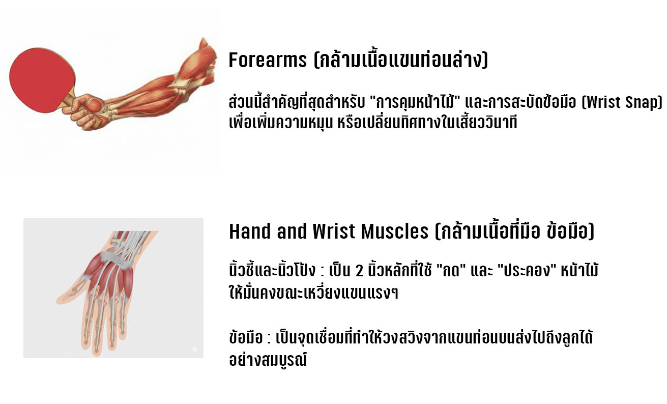 BODY MUSCLE 4