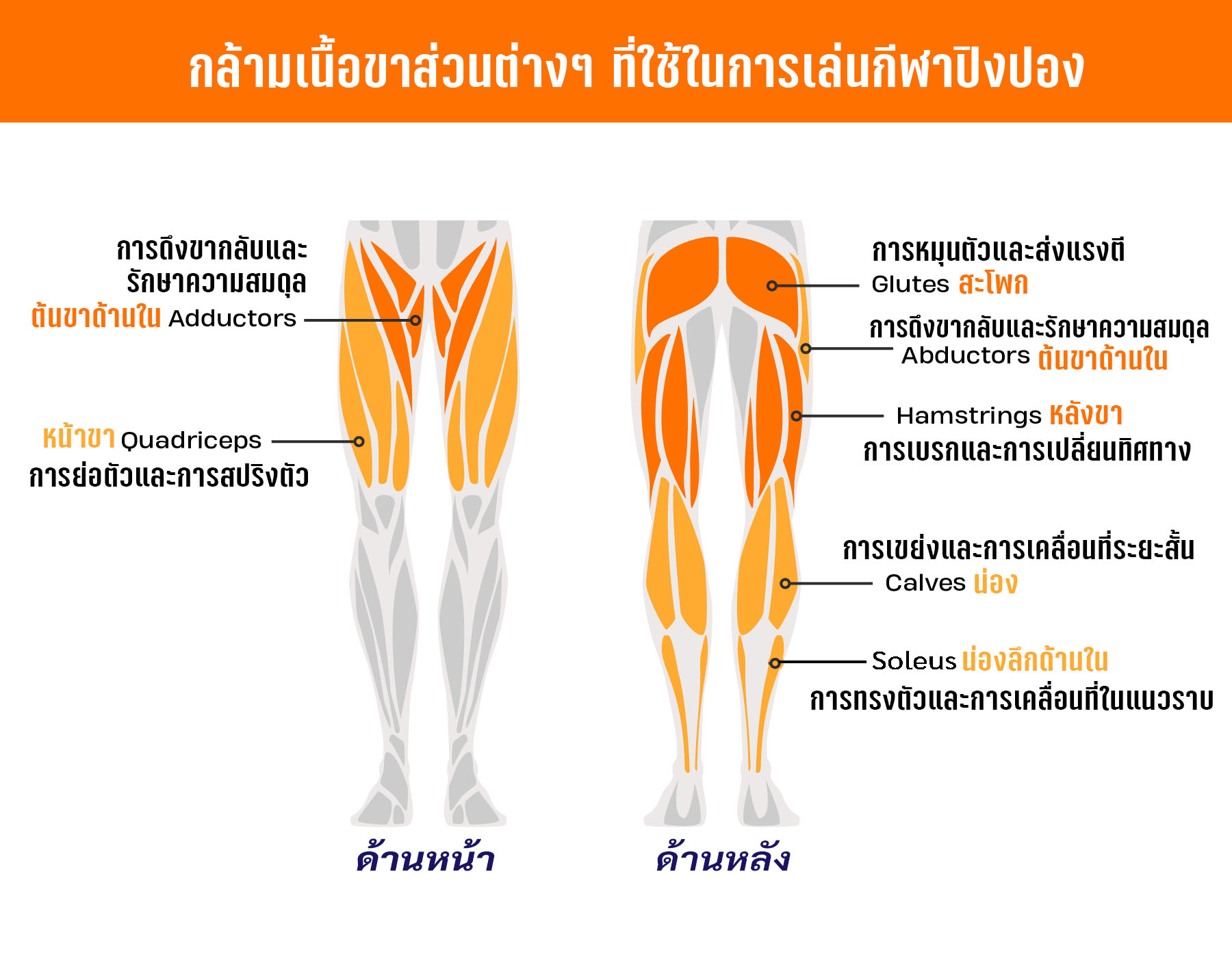 LegTableTennisMuscel